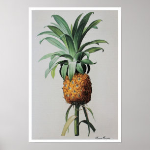 Antique Drawing Ananas Comosus Poster