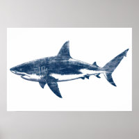 Antique drawing of Great White Shark II