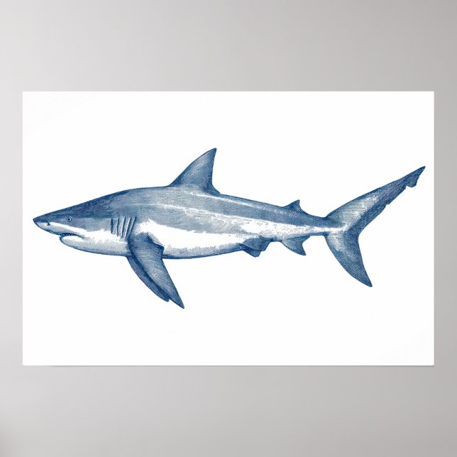 Antique drawing of Great White Shark Poster (Front)
