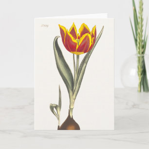 Antique Engraving of a Red Tulip Greeting Card