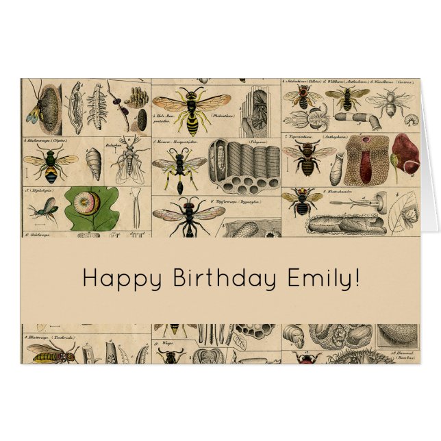 Antique Entomology Bees Wasps Natural History (Front Horizontal)