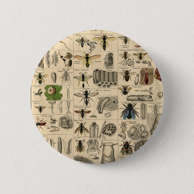 Antique Entomology Bees Wasps Natural History 2 Inch Round Button (Front)