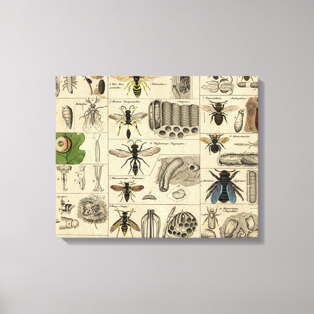 Antique Entomology Bees Wasps Natural History Canvas Print (Front)