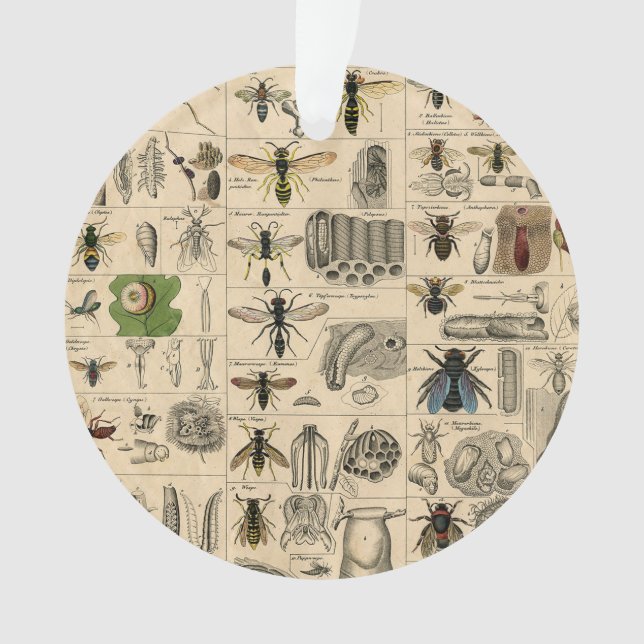 Antique Entomology Bees Wasps Natural History Ornament (Front)