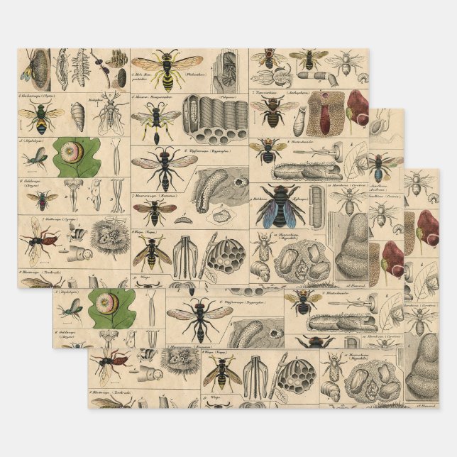 Antique Entomology Bees Wasps Natural History Wrapping Paper Sheet (Set)