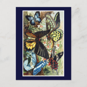 Antique Exotic butterflies butterfly illustration Postcard
