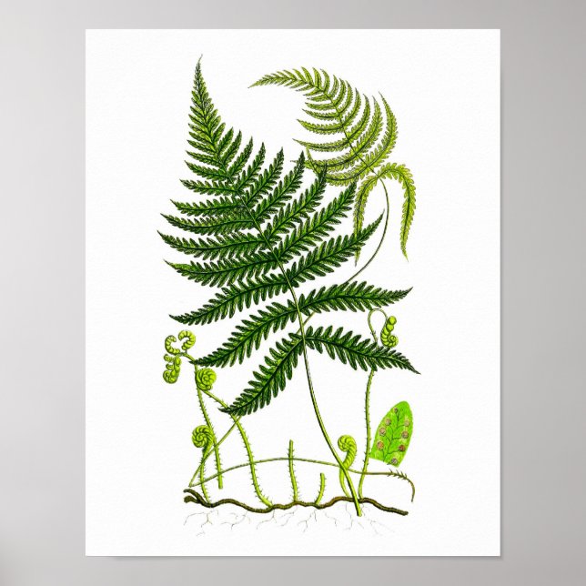 Antique Fern No.9 Botanical Print (Front)