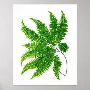 Antique Fern Print No.5 Green Nature Botanical Art