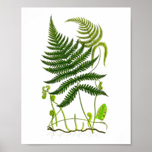 Antique Fern Print No.9 Green Nature Botanical Art