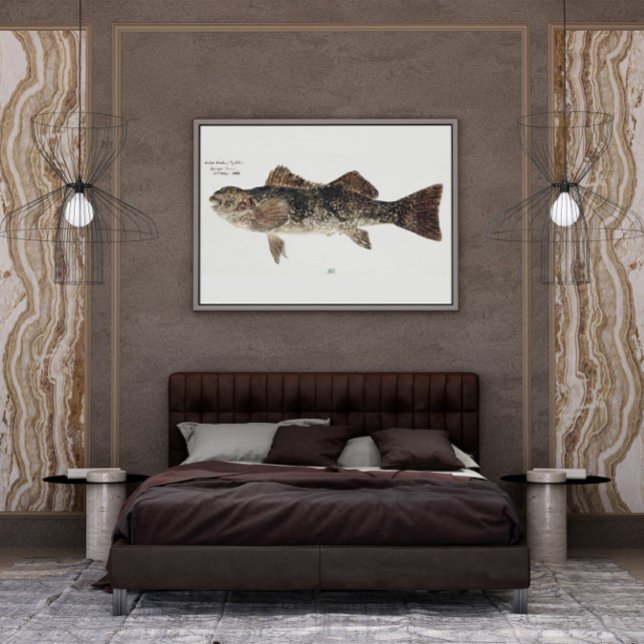 Antique fish aplodactylus arctidens marblefish poster (Creator Uploaded)