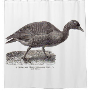 antique German avian print Wildgans wild goose