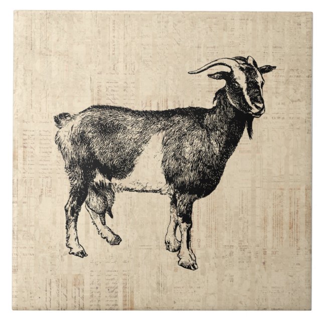 Antique Goat Illustration with Script Background Tile (Front)
