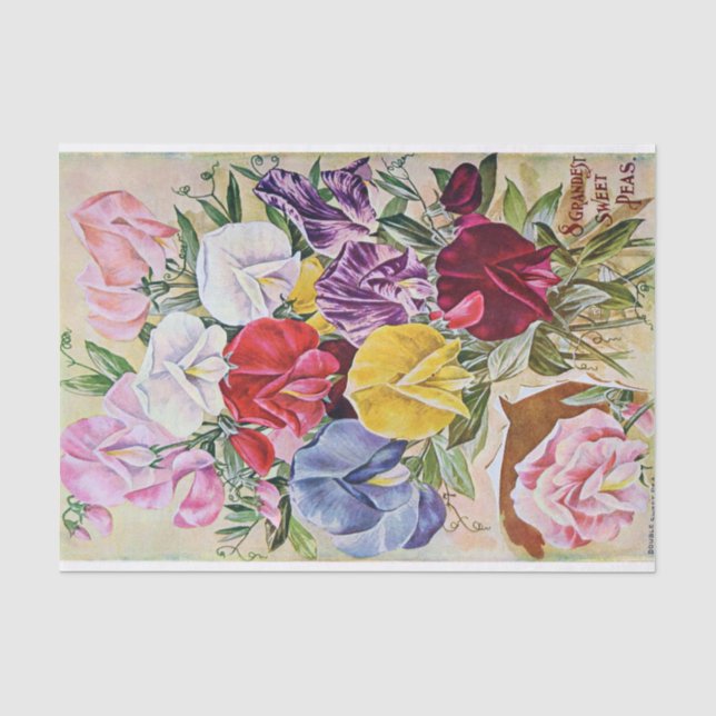 Antique Grandest Sweet Peas Tissue Paper (Front)