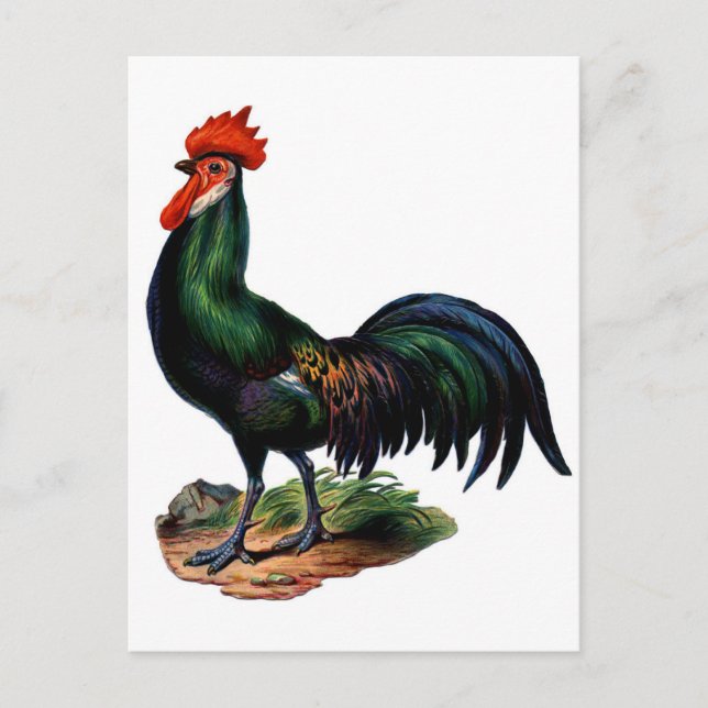 Antique Green Feathers Rooster Postcard (Front)