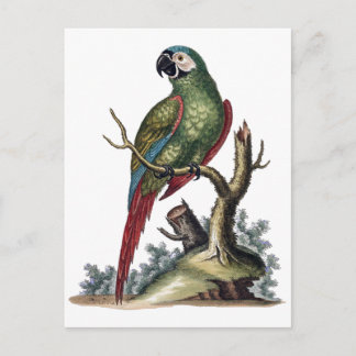 Antique Green Parrot Postcard