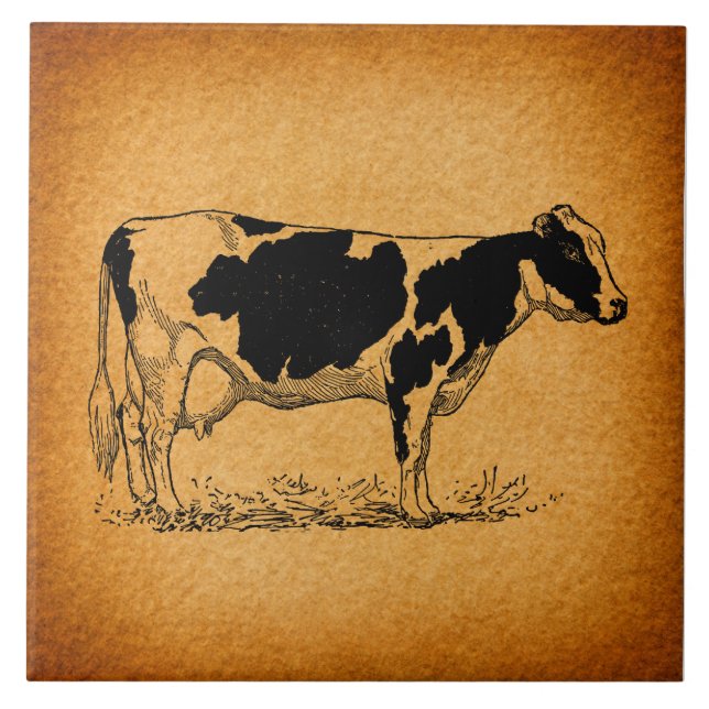 Antique Holstein Cow Farm Animal Illustration Tile (Front)