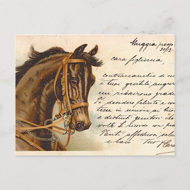 Antique Horse Head Postcard (Front)