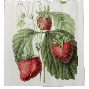 Antique illustration of Fraise reine des belges.
