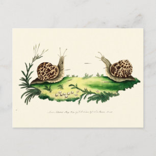 Antique Illustration of Garden Snails Postcard