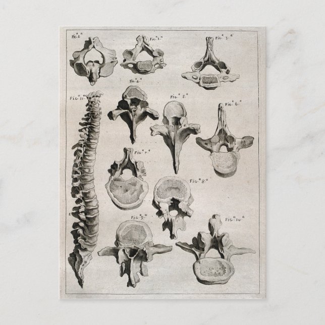 Antique Illustration of the Spine Postcard (Front)