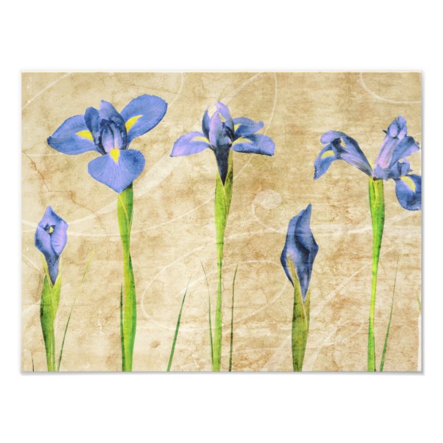 Antique Irises - Vintage Iris Background Customize Photo Print (Front)