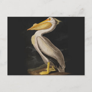 Antique John James Audubon White Pelican Coastal Postcard