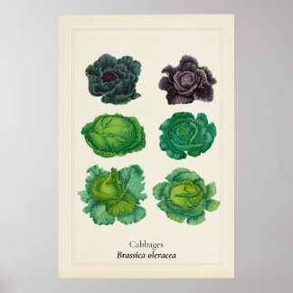 Antique Kale Botanical Illustration Wall Art