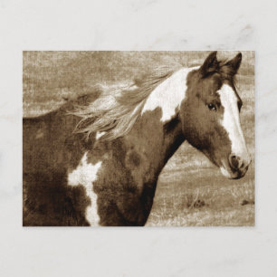 Antique Looking Paint Mare Postcard