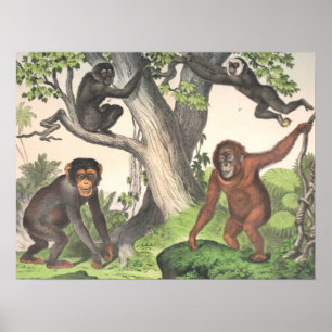 Antique Monkeys Print