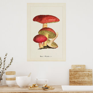 Antique Mushroom Art Print
