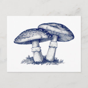  Antique mushroom drawing  Postcard