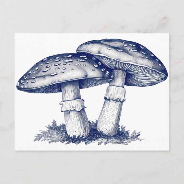 Antique mushroom drawing  Postcard (Front)
