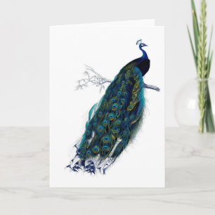 Antique Natural History Print Peacock Card
