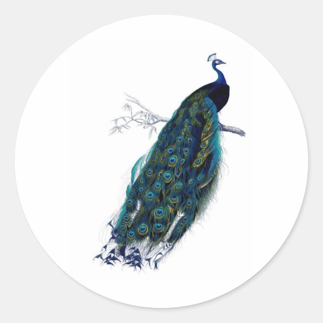 Antique Natural History Print Peacock Classic Round Sticker (Front)