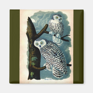 Antique Natural History Snowy Owl  Print Magnet