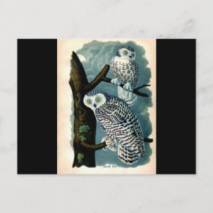 Antique Natural History Snowy Owl  Print Postcard