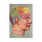Antique Phrenology head Poster