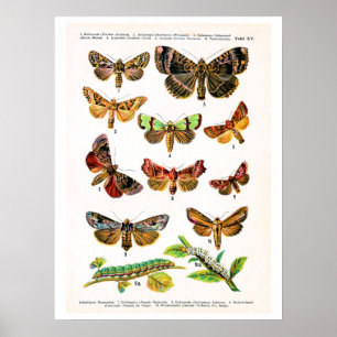 Antique plate, butterflies of Europe: plate 15 Poster