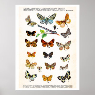 Antique plate, butterflies of Europe: plate 18 Poster