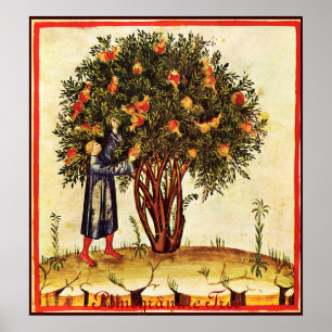ANTIQUE POMEGRANATE TREE POSTER