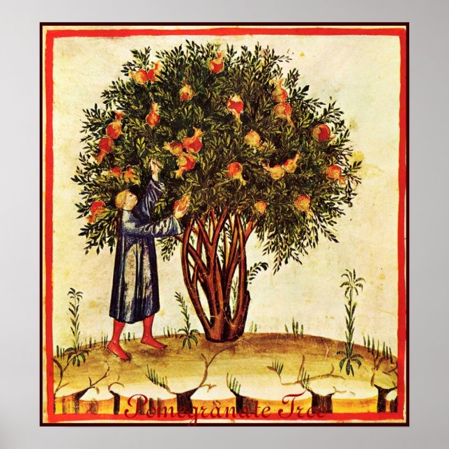 ANTIQUE POMEGRANATE TREE POSTER (Front)
