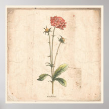 Antique Poster Botanique Pincushion Fleur