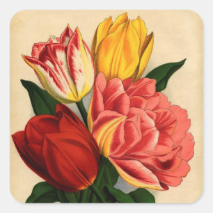 Antique Print Colourful Tulips Square Sticker