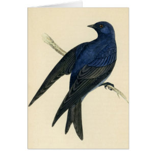 Antique Print of a Purple Martin
