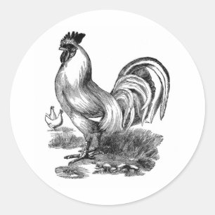Antique Print Vintage Rooster Cockerel Classic Round Sticker