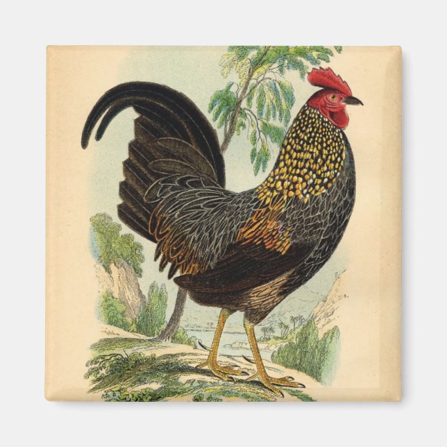 Antique Print Vintage Rooster Cockerel Magnet (Front)