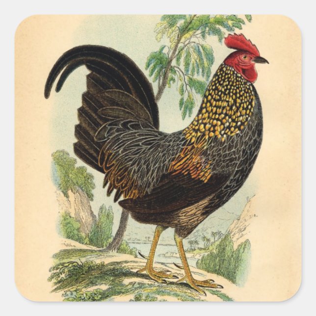 Antique Print Vintage Rooster Cockerel Square Sticker (Front)