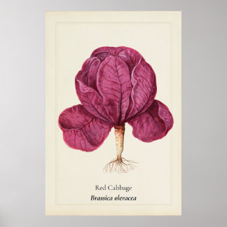 Antique Red Cabbage Botanical Illustration Wall Ar Poster