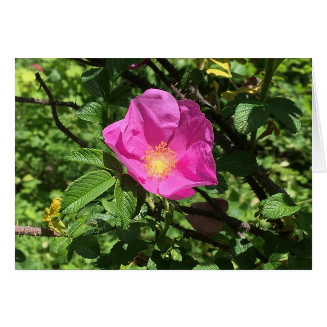 Antique Rose  FARMphemera.com CARD ©dheller2018 (Front Horizontal)
