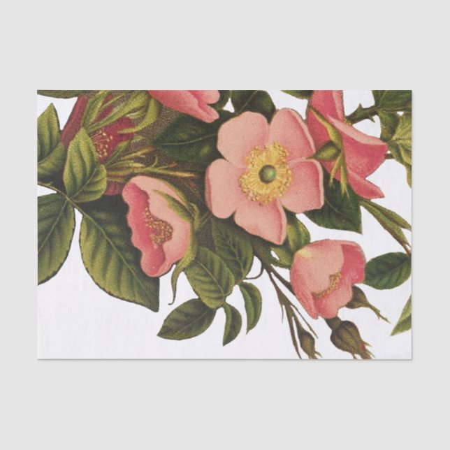 Antique Rose Flower Art Illustration Drawing Tissue Paper (Front)